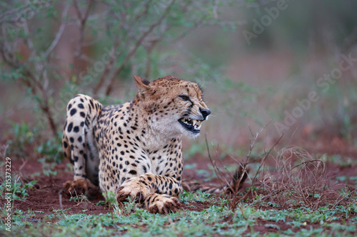 cheetah in Zimanga Game Reserve in South Africa