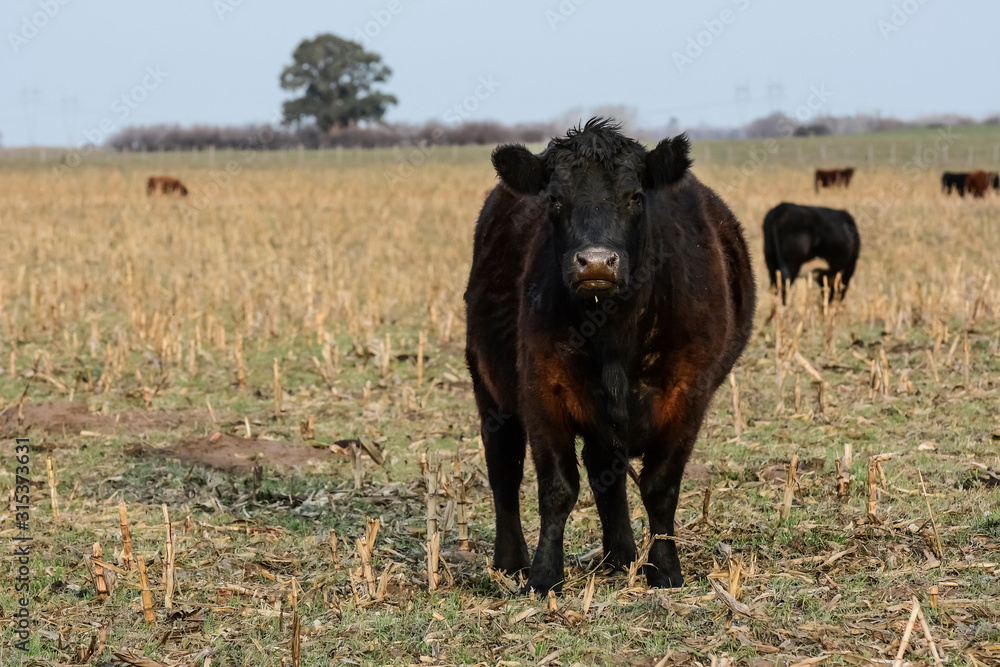 Steers grazing on the Pampas plain, Argentina Steers grazing on the Pampas plain, Argentina