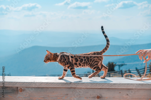 Young bengal cat on a leash