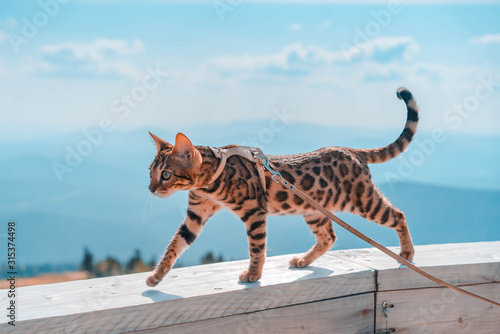 Young bengal cat on a leash