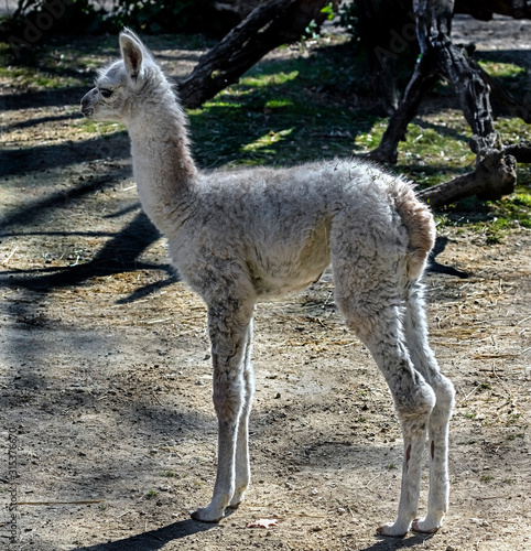 Young white llama in its enclosure. Latin name - Lama glama