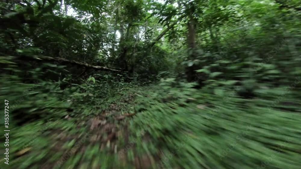 First person view of a mysterious creature running through the jungle