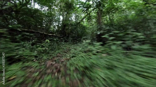 First person view of a mysterious creature running through the jungle