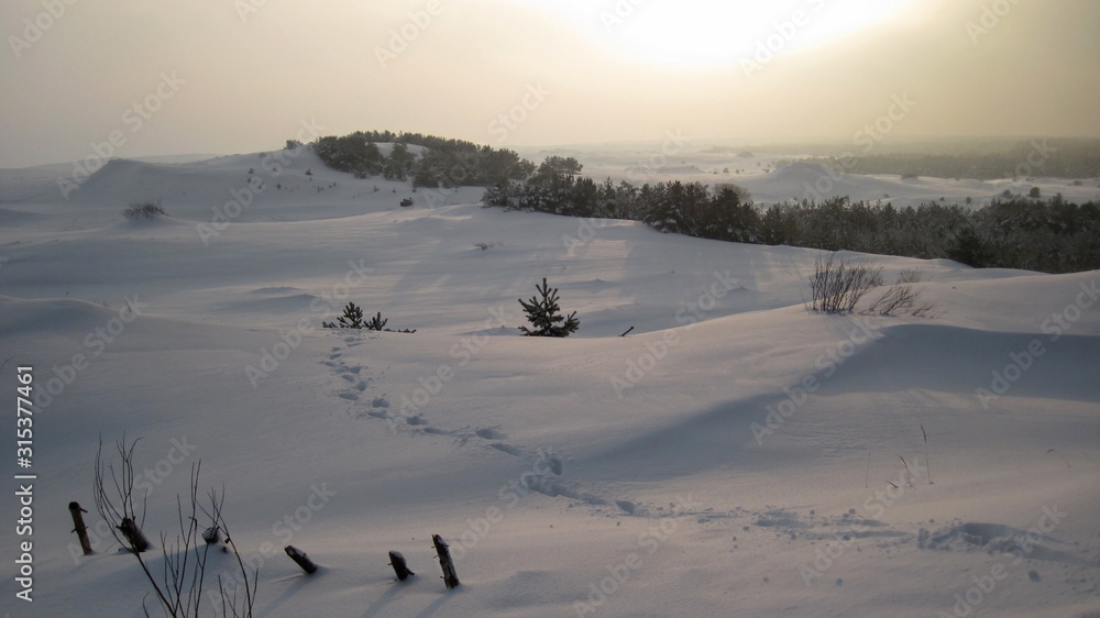Sand dunes under the snow with footprints. Curonian Spit Kaliningrad Region.