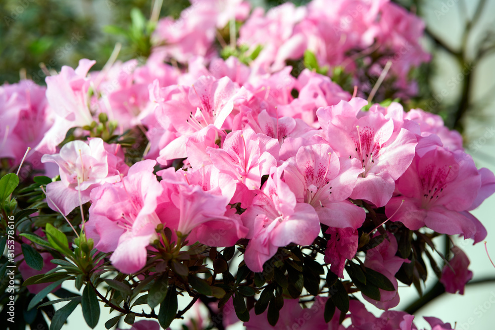 Flowers bloom azaleas, pink rhododendron buds on green background, spring backdrop Flowers bloom azaleas, pink rhododendron buds on green background, spring backdrop