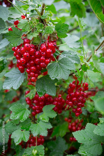 red currant berries on the plot