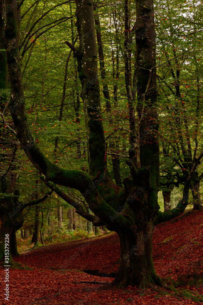 Fototapeta premium landscape in the forest of otzarreta in autumn