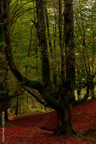 landscape in the forest of otzarreta in autumn