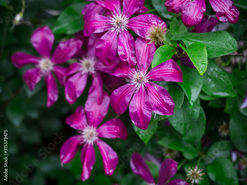 flowers of clematis garden