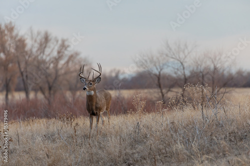 Whitetail deer Buck in Colorado in Fall