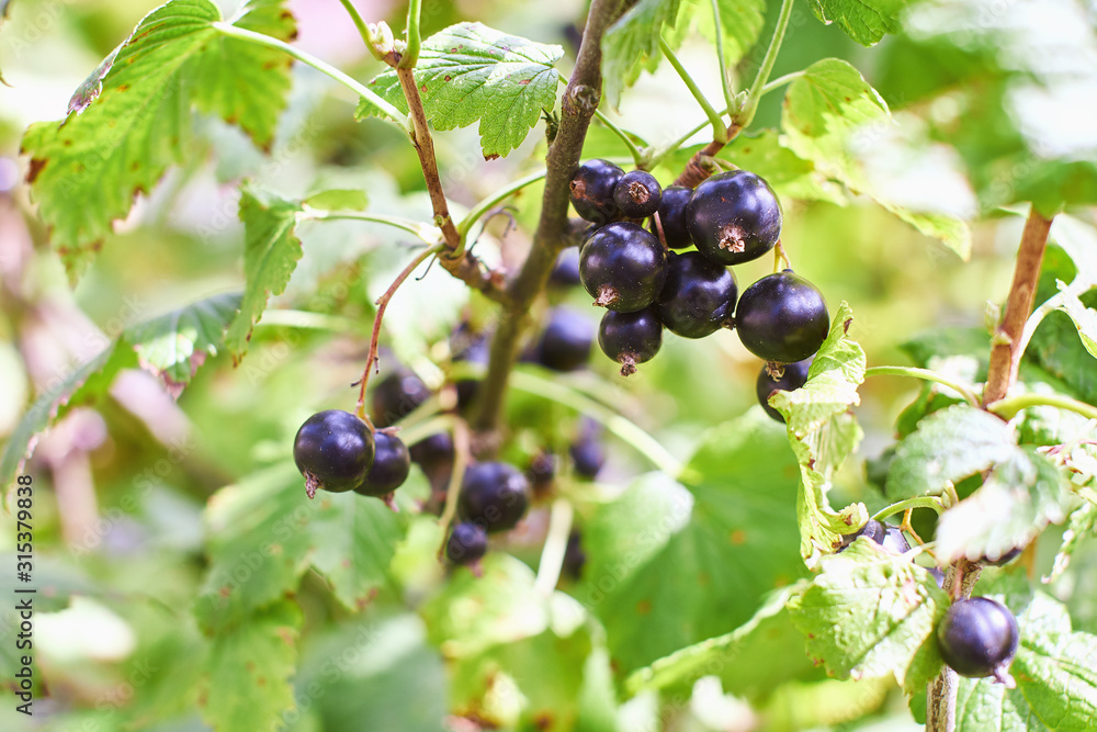 Organic blackcurrant branch with many ripe berries Organic blackcurrant branch with many ripe berries