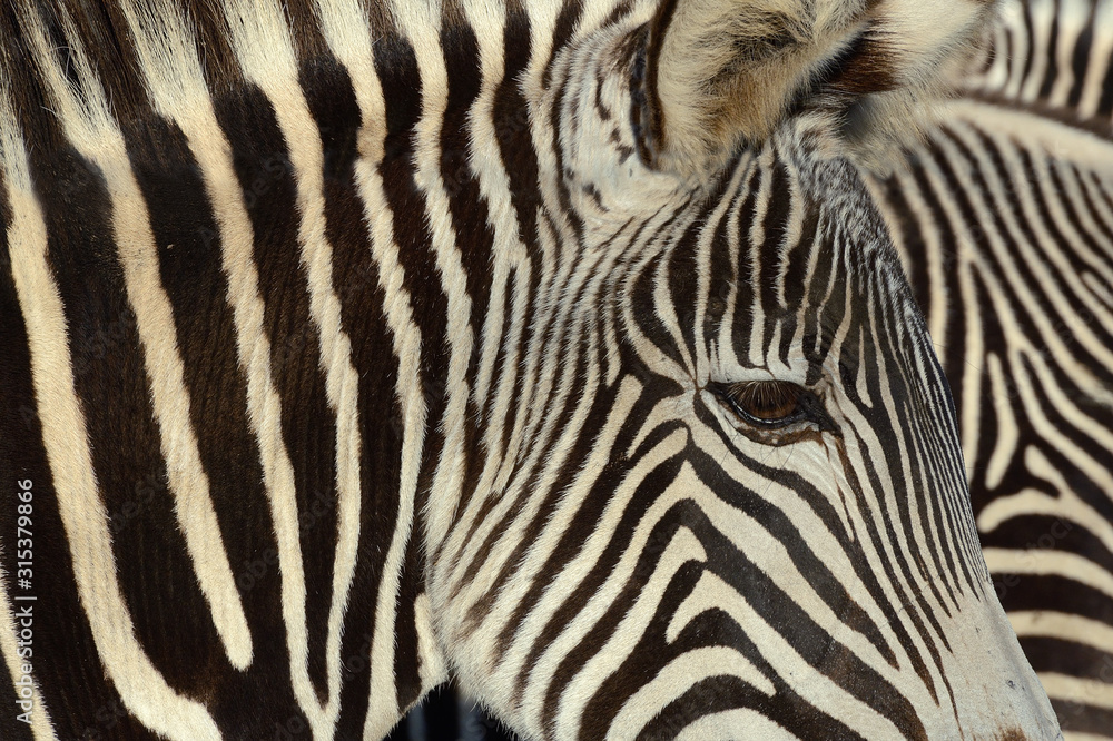 Close up of zebra Close up of zebra
