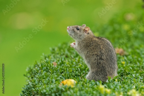 Close-up side view of a rat in on a boxwood hedge in a garden