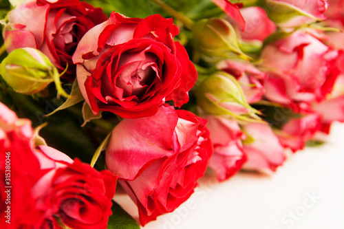 Buds and blooming flowers of red roses close-up