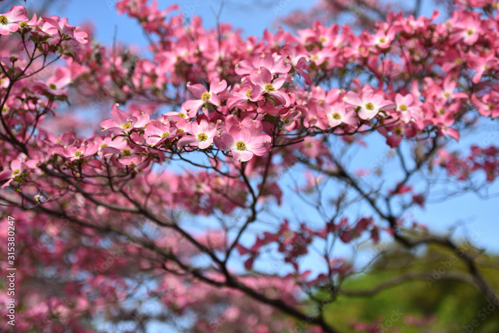 Dogwood, a famous flower in spring Dogwood, a famous flower in spring