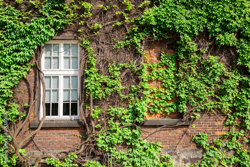 Window and green ivy vine plants wall