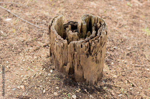 old stump dining with insects in a dry forest. photo