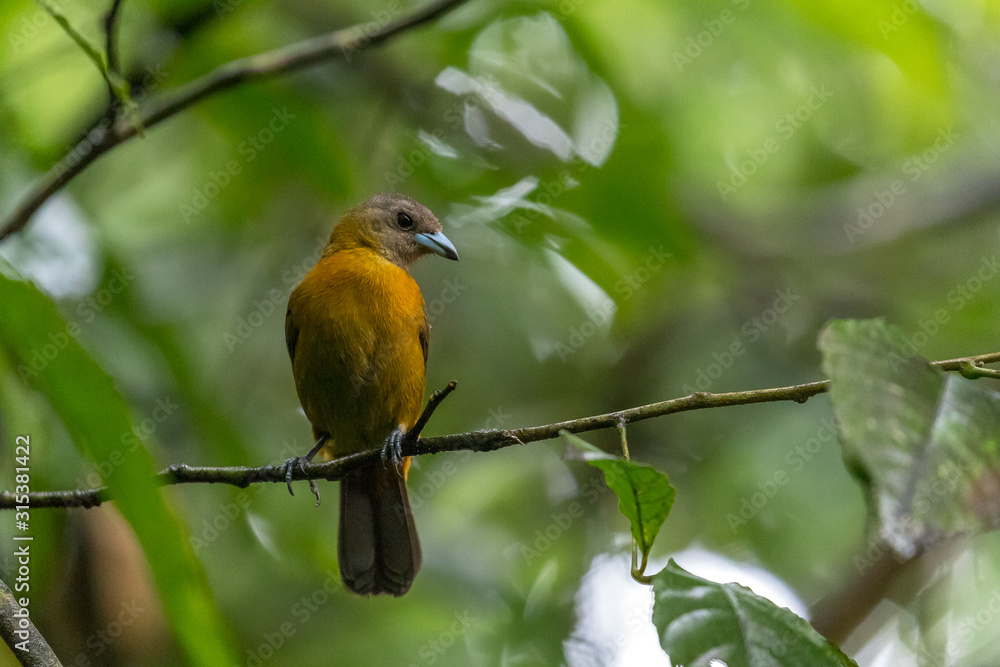 Scarlet-rumped Tanager (Ramphocelus passerinii) in a tree in La Fortuna, Costa Rica Scarlet-rumped Tanager (Ramphocelus passerinii) in a tree in La Fortuna, Costa Rica