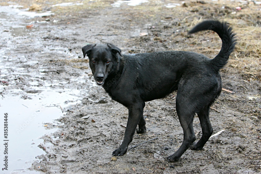 Black dog head with brown pity eyes, close-up Black dog head with brown pity eyes, close-up