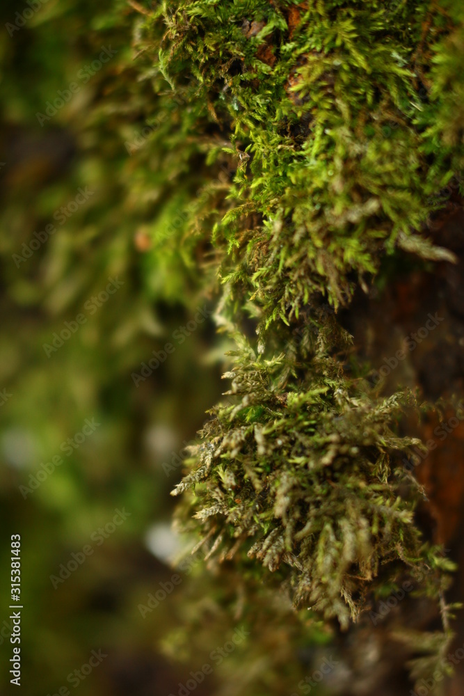 moss on a tree trunk