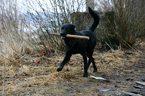 Black dog running and playing with a wooden stick