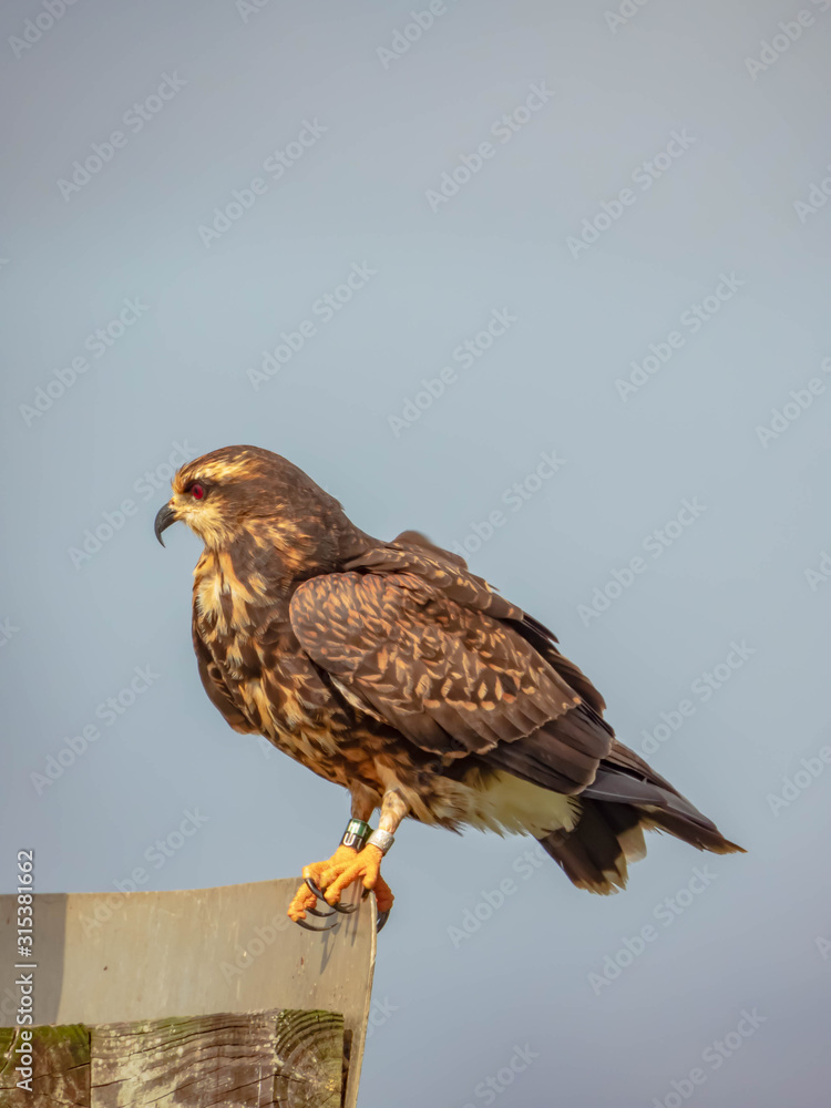 Snail Kite Snail Kite