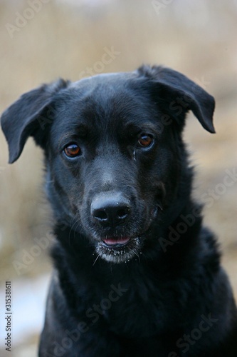 Black dog head, close-up