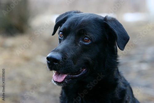 Black dog head  close-up