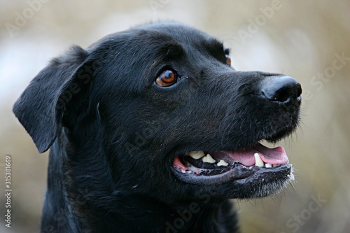 Black dog head, close-up