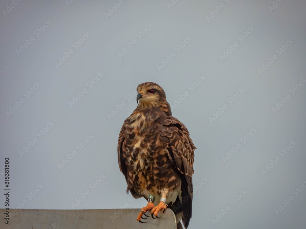 Snail Kite Snail Kite