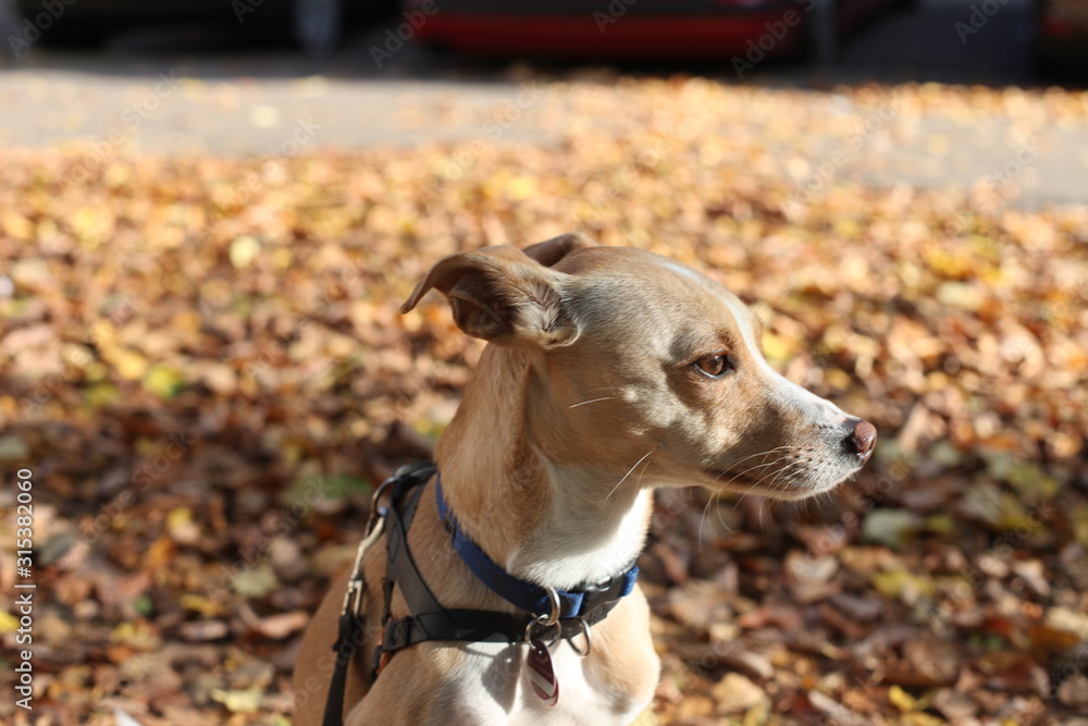A little Italian greyhound out in sunny fall weather
