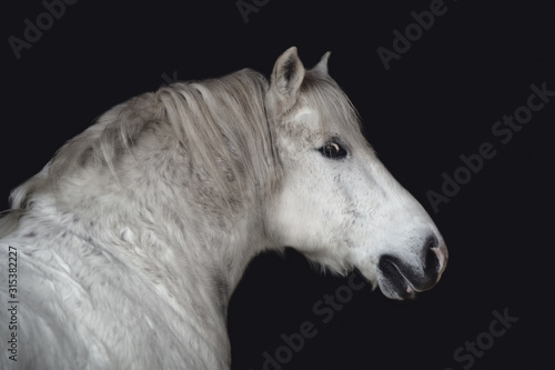 close up portrait of grey belarusian draft gelding horse isolated on dark black background © vprotastchik