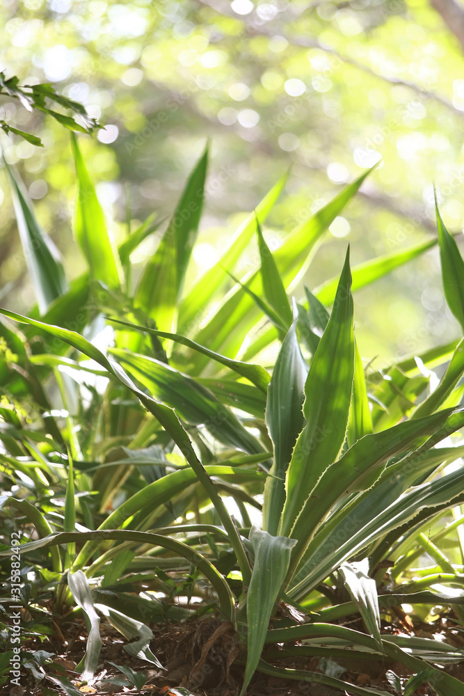 Leaves Texture Background in the tropical jungle Leaves Texture Background in the tropical jungle