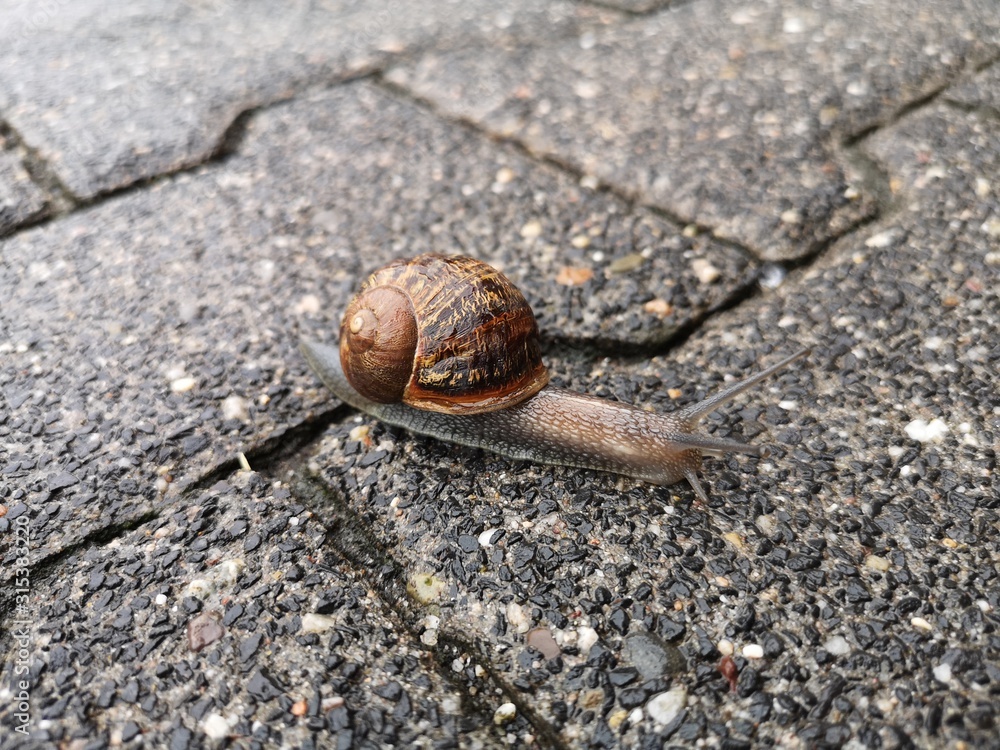 Snail with beautiful house moving on a wet stone pavement Snail with beautiful house moving on a wet stone pavement