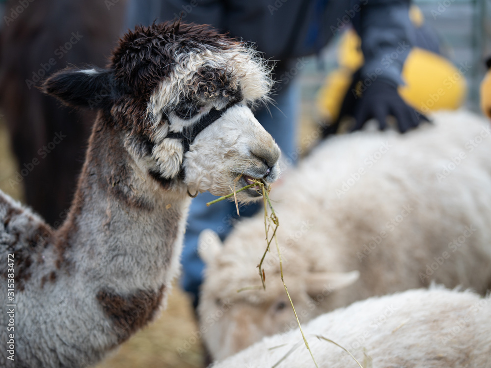 Obraz premium Llama gets to snack on a treat