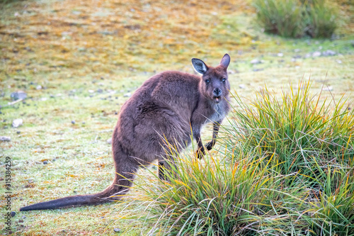 Free Kangaroos in Kangaroo Island on a sunny morning