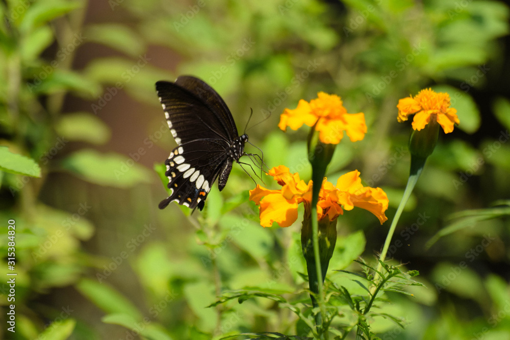 Fototapeta premium butterfly on a flower