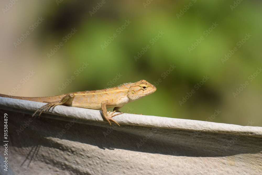 Fototapeta premium lizard on rock