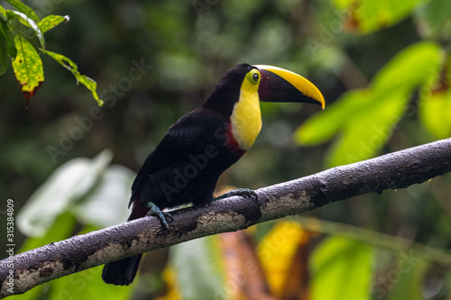 Swainson's toucan portrait on a branch near La Fortuna, Costa Rica 