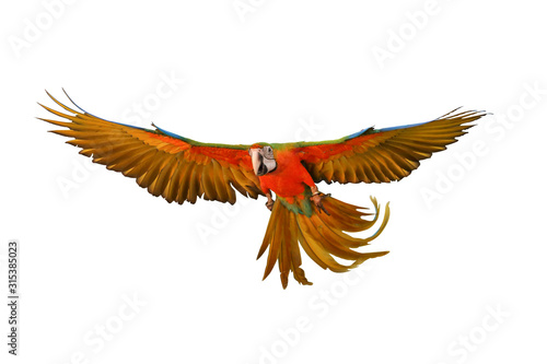 Catalina parrot flying isolated on white.