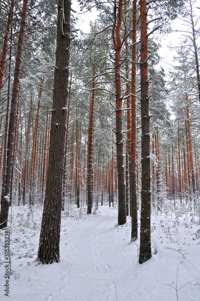 Fototapeta premium winter pine forest in the snow
