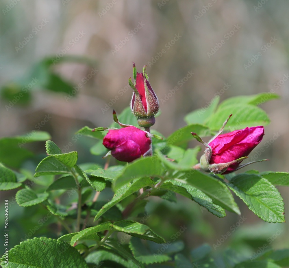 red rose bud