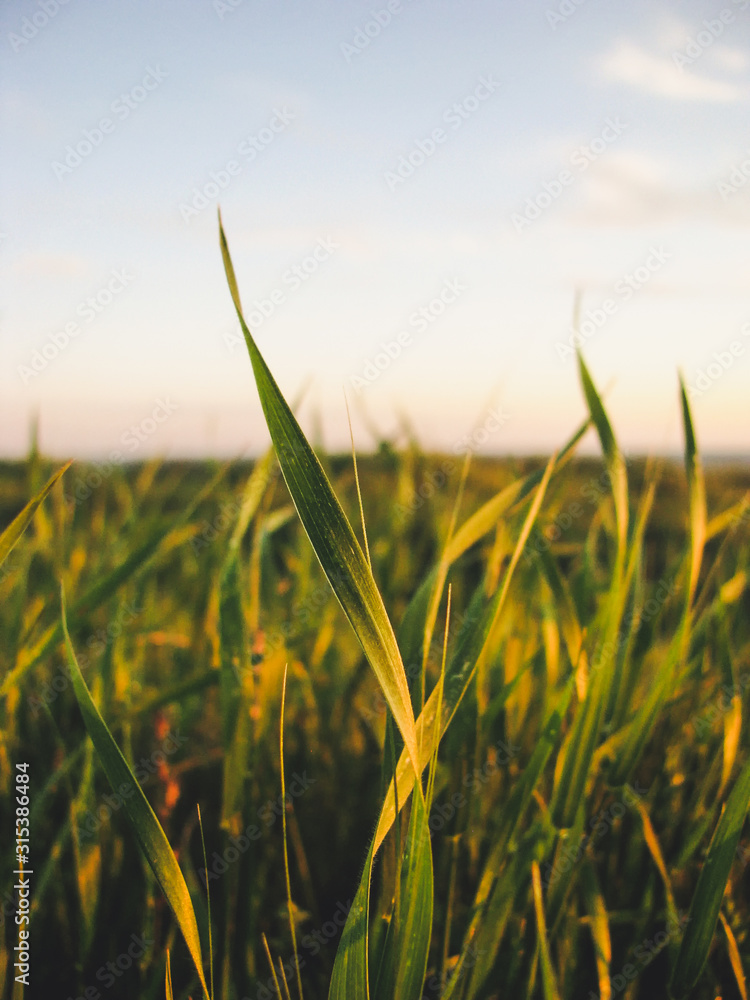 beautiful grass 