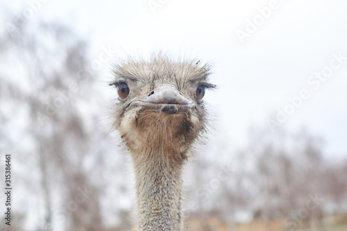 Head and neck of an ostrich.