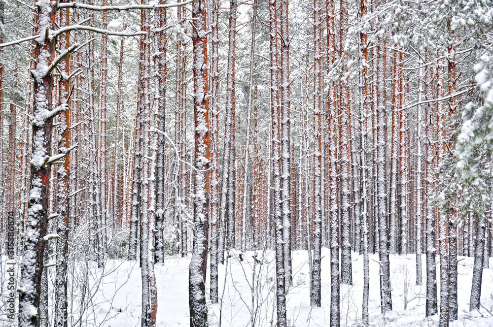 Fototapeta premium winter pine forest in the snow