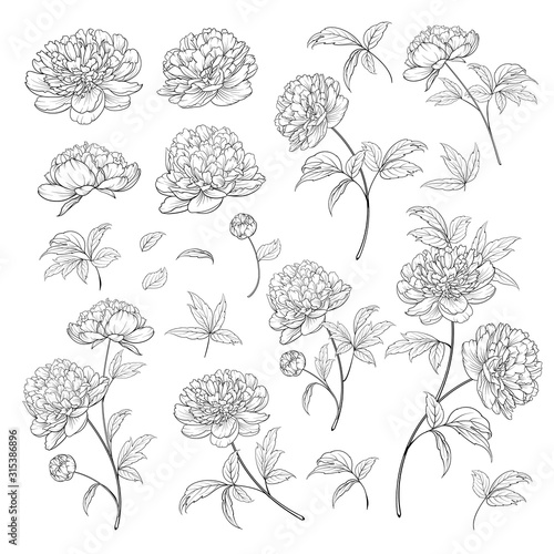 Peonies bud collection. Elements of peony isolated on white background. Bouquet of Peonies. Flower isolated against white. Beautiful set of flowers. Vector illustration. photo