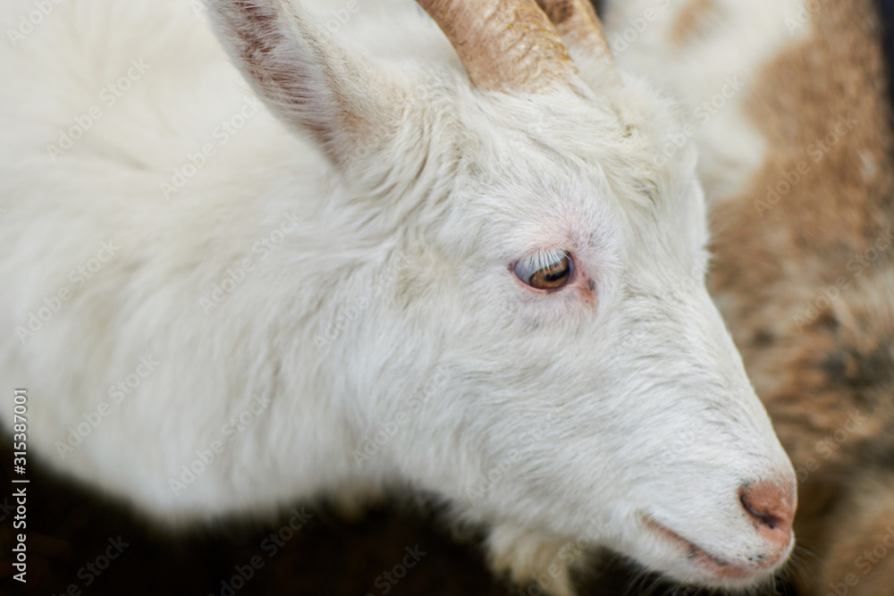 The face of a white goat. Farming, animal breeding concept. The face of a white goat. Farming, animal breeding concept.