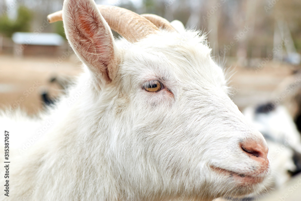 The face of a white goat. Farming, animal breeding concept. The face of a white goat. Farming, animal breeding concept.