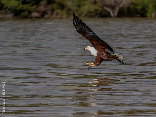 This magnificent eagle was after a catfish. Lake Baringo, Kenya.