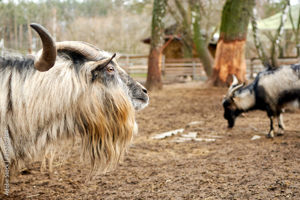A ram with swirling horns. Farming, animal breeding concept. A ram with swirling horns. Farming, animal breeding concept.